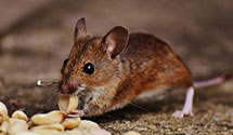 24 Hour & Emergency Exterminators in Calabasas Hills, CA